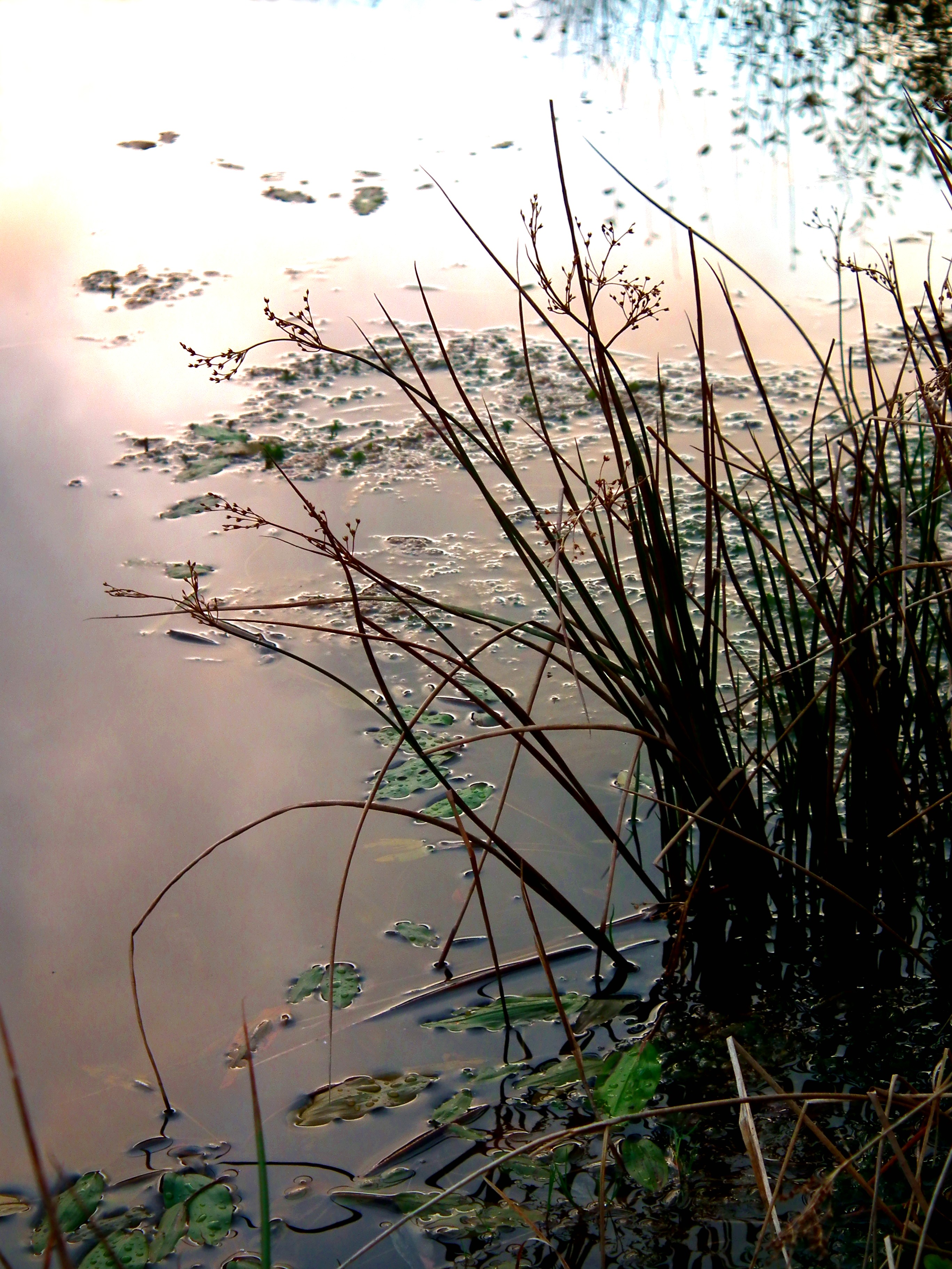 POND IN FADING LIGHT Bill Bagley Photography